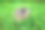 绿色植物之间的树桩图片下载