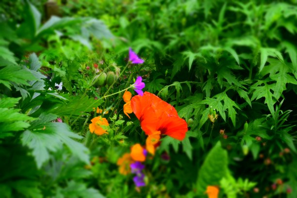 生动的虫眼植物图片下载