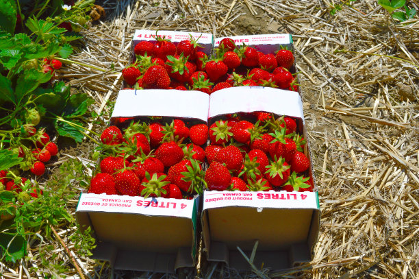 草莓在篮子里图片下载