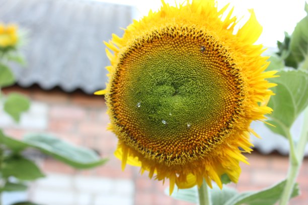 向日葵图片下载
