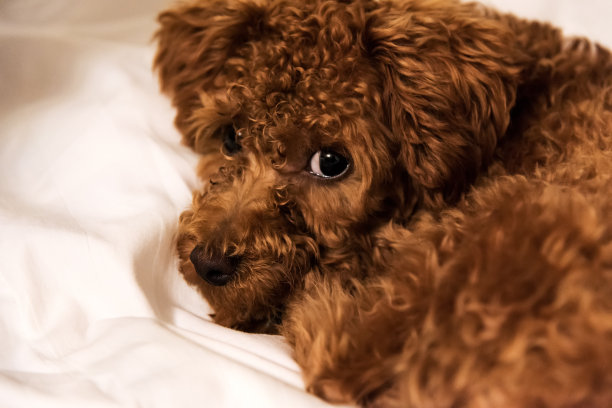 棕色的狗披着白色的毯子图片下载