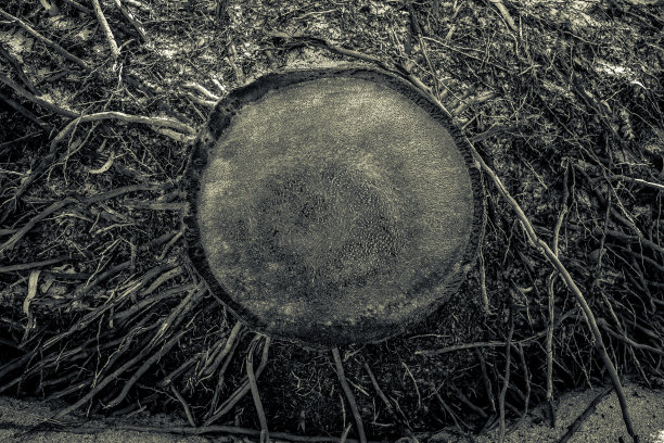 棕榈树桩图片下载