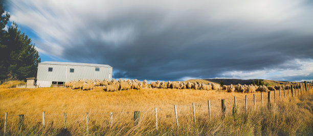 好奇的羊群图片下载
