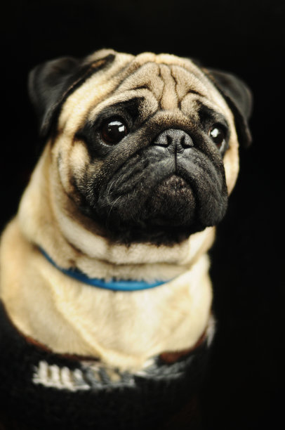 哈巴狗肖像在黑色的背景图片下载