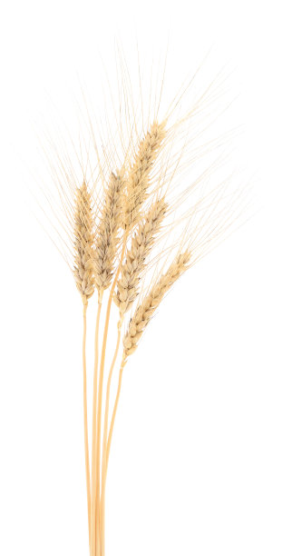 白色的小麦束。图片下载