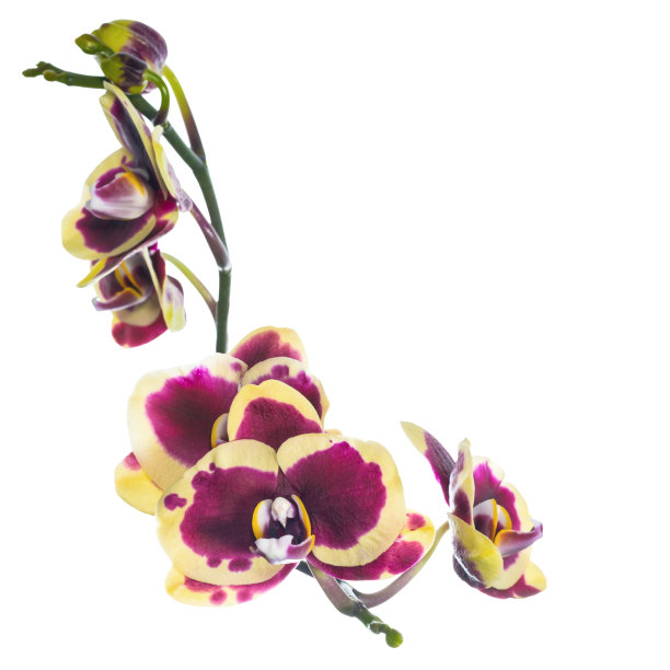 盛开着美丽的紫丁香与黄色带兰花图片下载