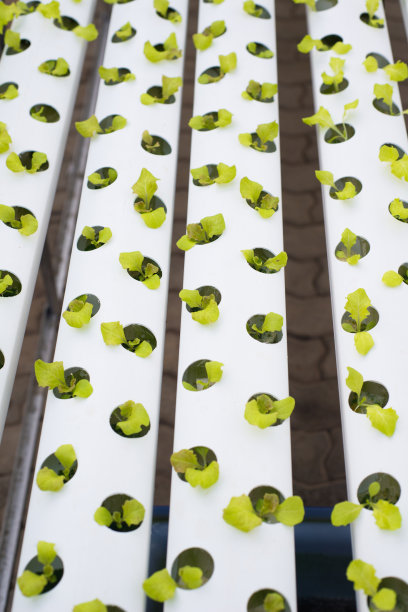 大棚水培生菜田图片下载