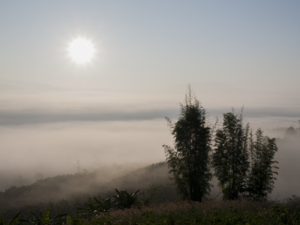 迷雾森林图片下载