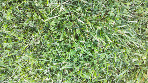 绿草纹理2图片下载