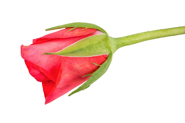 孤立在白色背景上的红玫瑰图片下载