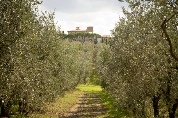 橄榄树与地中海房屋图片下载