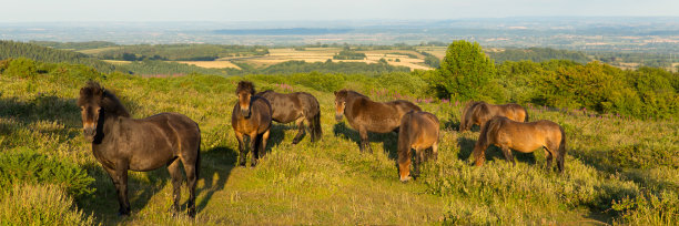 野生小马Quantock Hills Somerset英格兰，英国乡村景色图片下载