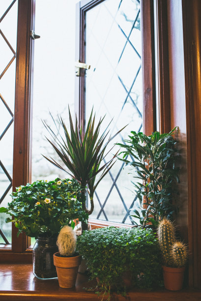 绿色室内植物在窗台上一个打开的窗户图片下载
