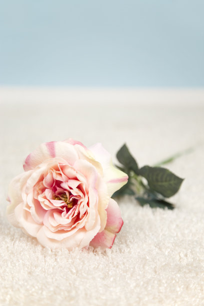 白色地毯上的假花图片下载