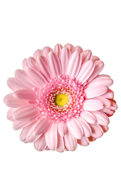 粉红大丽花特写图片下载