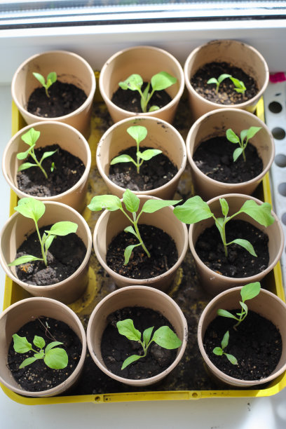 在温室苗圃内的花盆中种植一束幼苗。图片下载