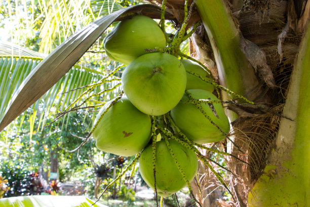 树上的绿椰子图片下载
