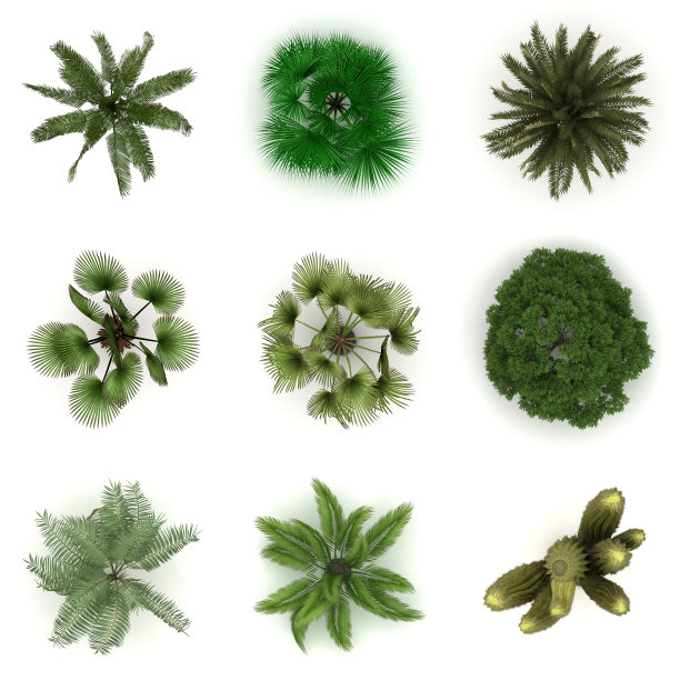 树木俯视图图片下载