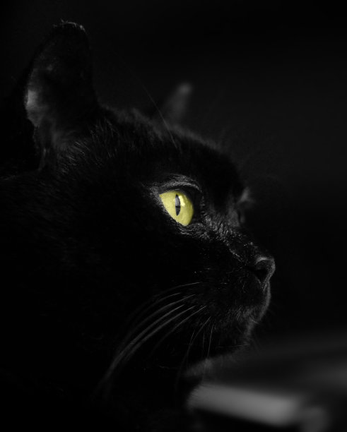 黑色的猫图片下载