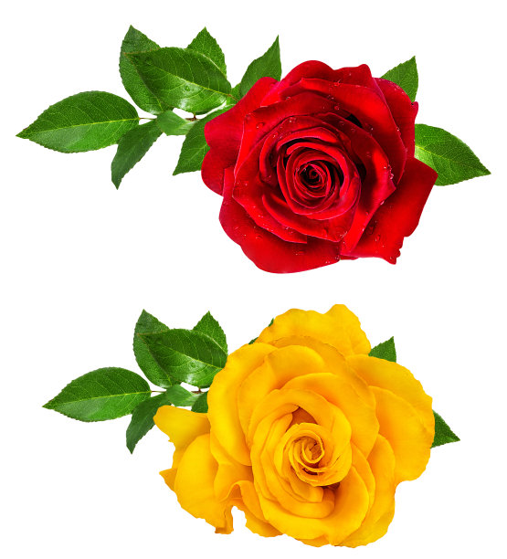 玫瑰孤立在白花上图片下载