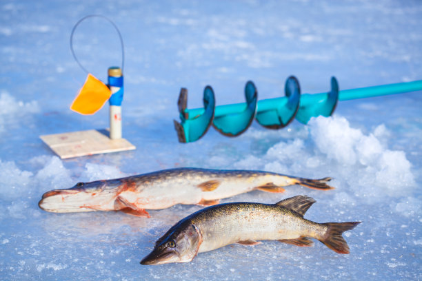 冬天钓到的梭子鱼图片下载