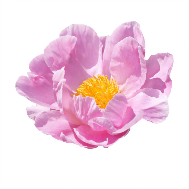 淡粉色牡丹图片下载