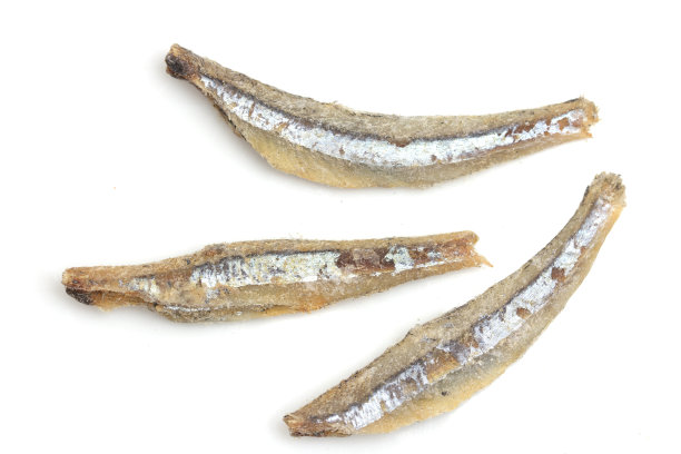 白色背景上的盐渍凤尾鱼图片下载