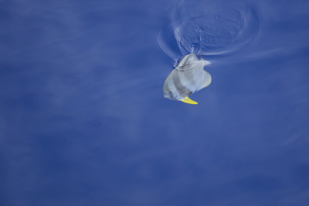 海里的蝙蝠鱼图片下载