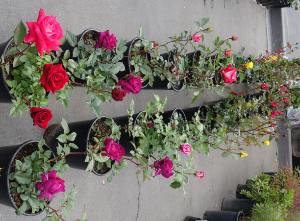 2行红玫瑰盆栽图片下载