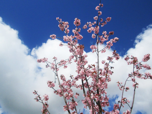 花朵在云端图片下载