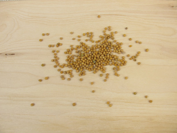 黄芥末种子图片下载