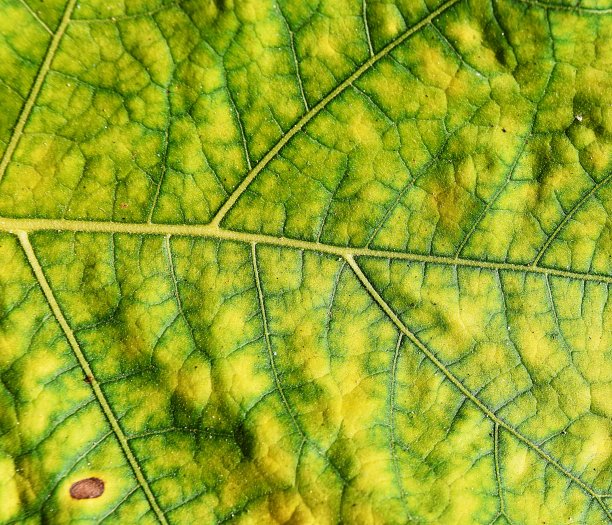 土耳其莓叶黄色表面上的绿色条纹图片下载