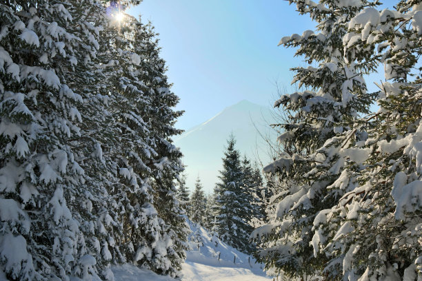 奥地利的森林里，松树被雪覆盖着图片下载