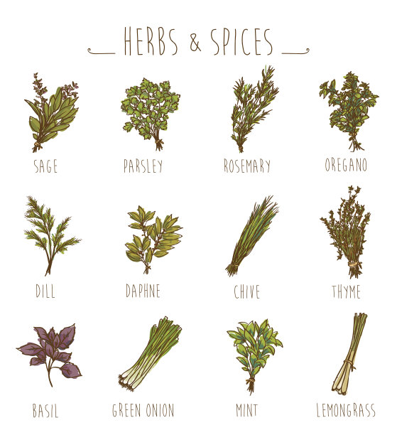 收集药草及香料图片下载