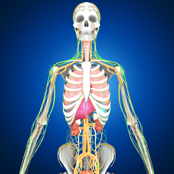人体器官图片下载