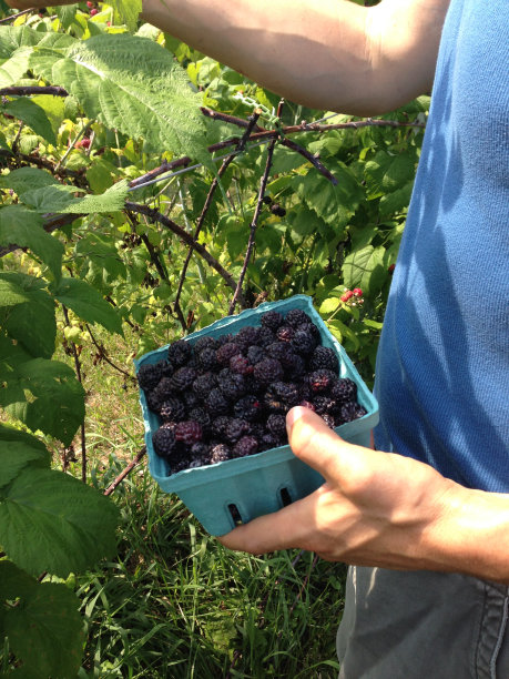 人挑选浆果图片下载