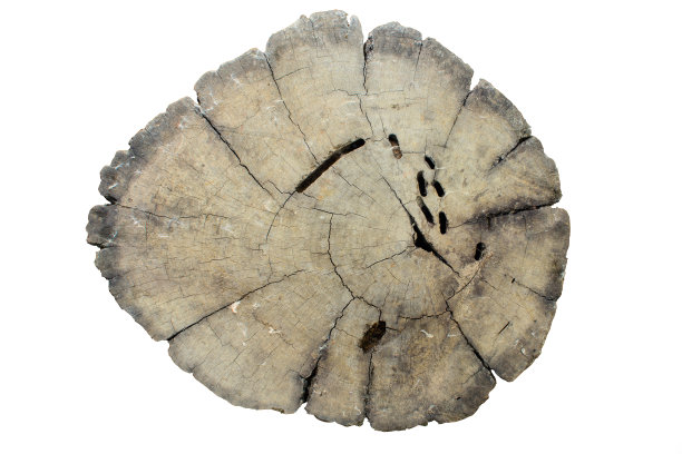 削减树桩图片下载