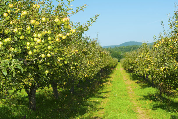 苹果园图片下载