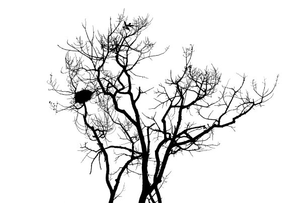 树没有叶子图片下载