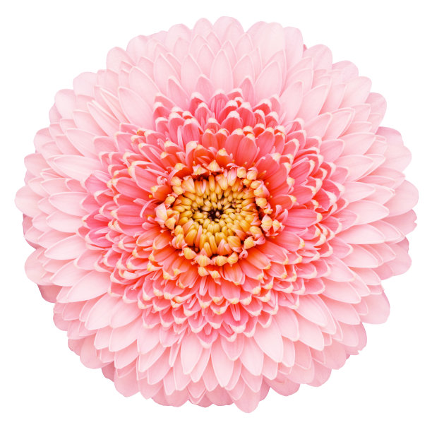 粉红色的非洲菊图片下载