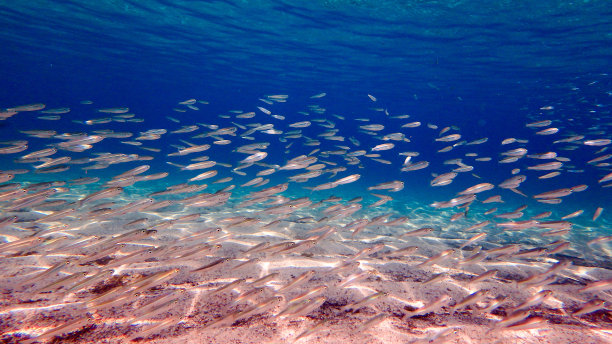 海中的鱼儿水下照片。水晶蓝色的大海。图片下载