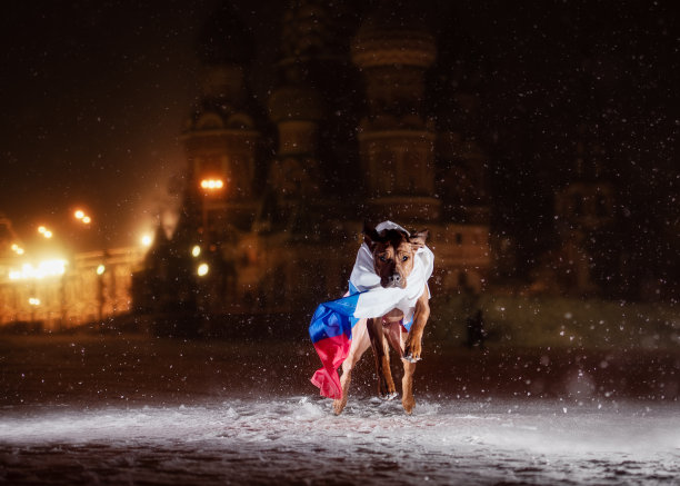 罗得西亚脊背犬和俄罗斯国旗图片下载