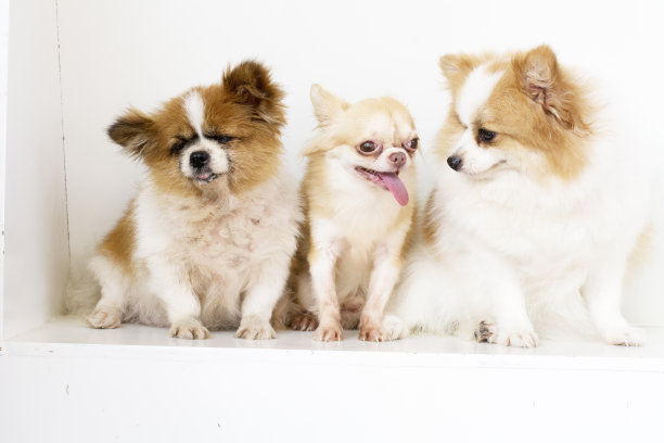 选择性的关注可爱的小身体棕色吉娃娃图片下载