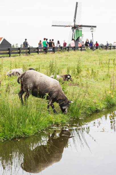 绵羊在赞斯山放牧的倒影图片下载