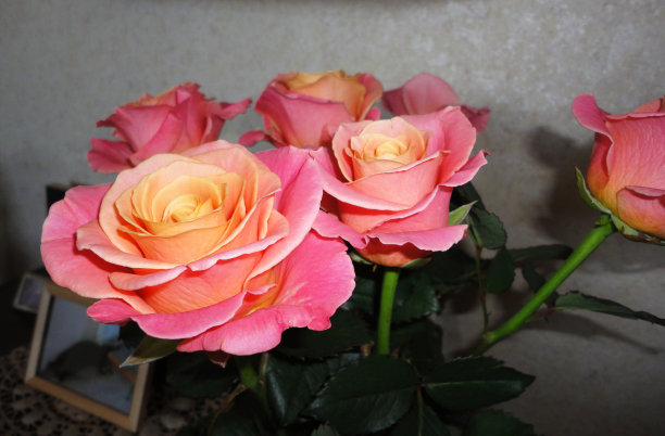 荷兰的玫瑰图片下载