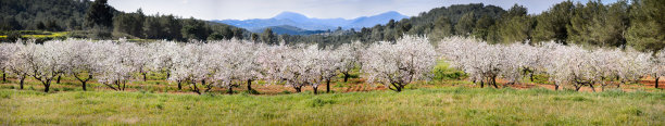 伊比沙岛的杏树图片下载