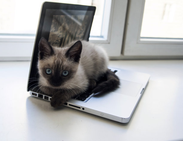 小猫坐在笔记本电脑上，靠着窗户图片下载