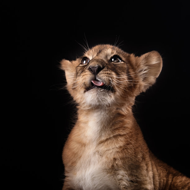 黑色背景上的小狮子图片下载