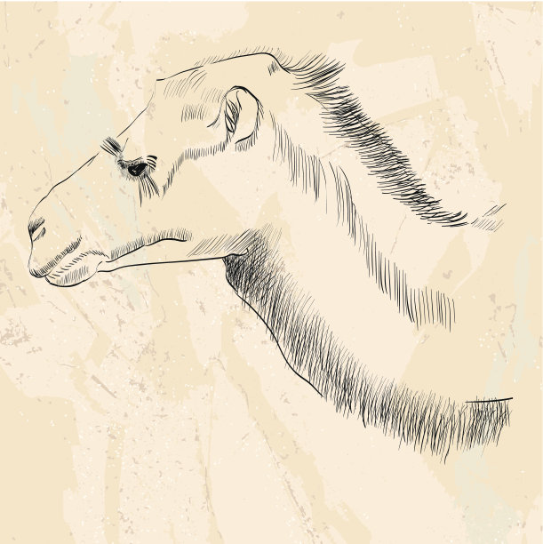 手绘骆驼图片下载