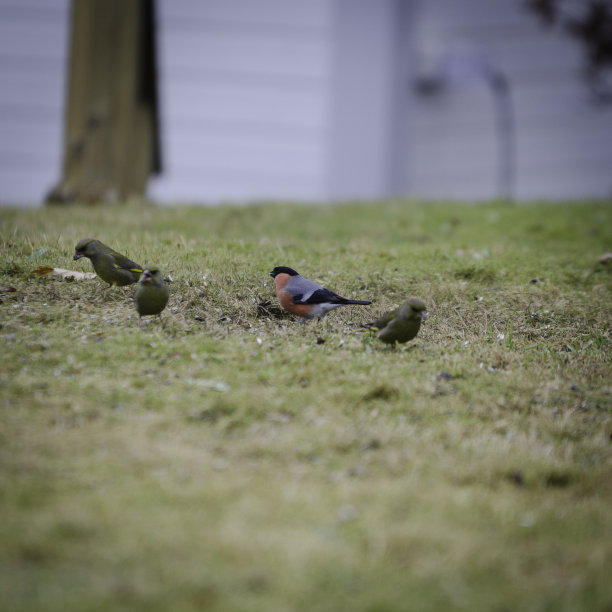 草地上的小鸟图片下载
